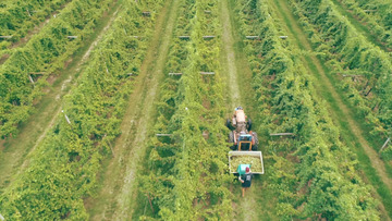 Trebbiano