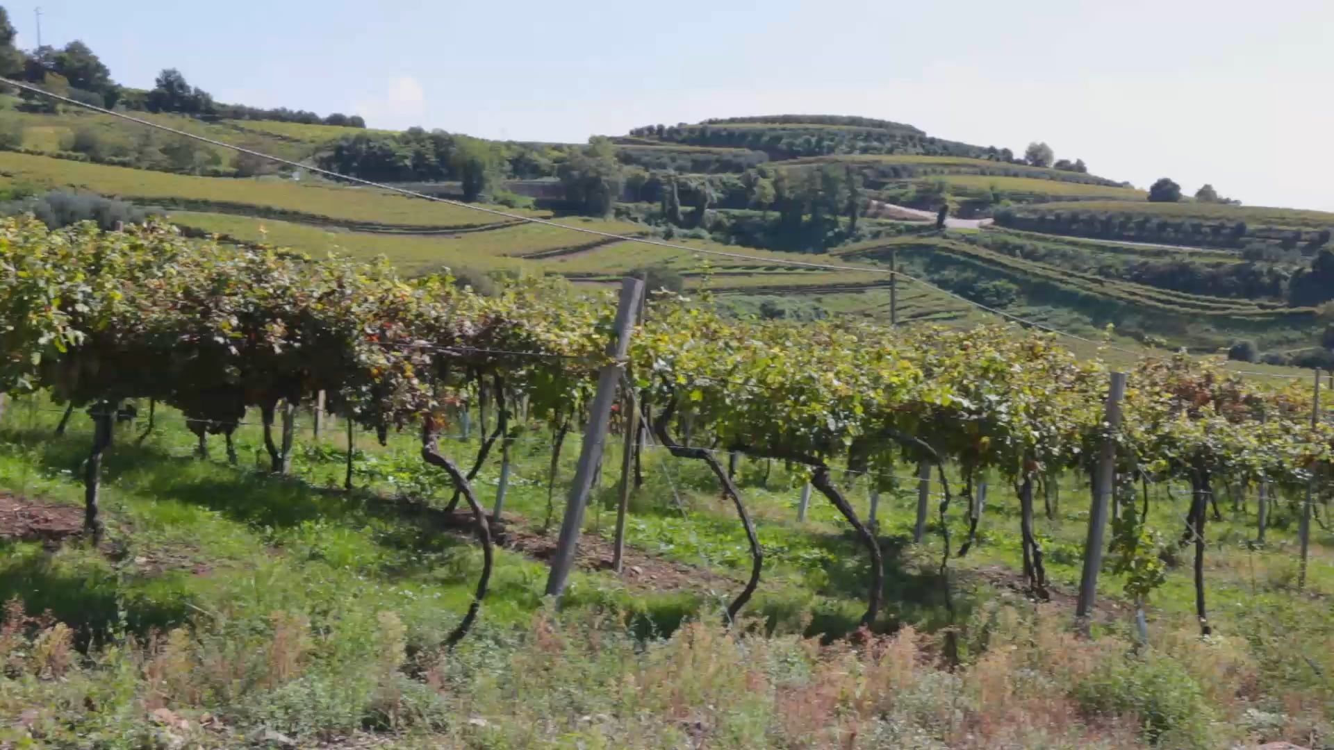 Le Colline del Soave