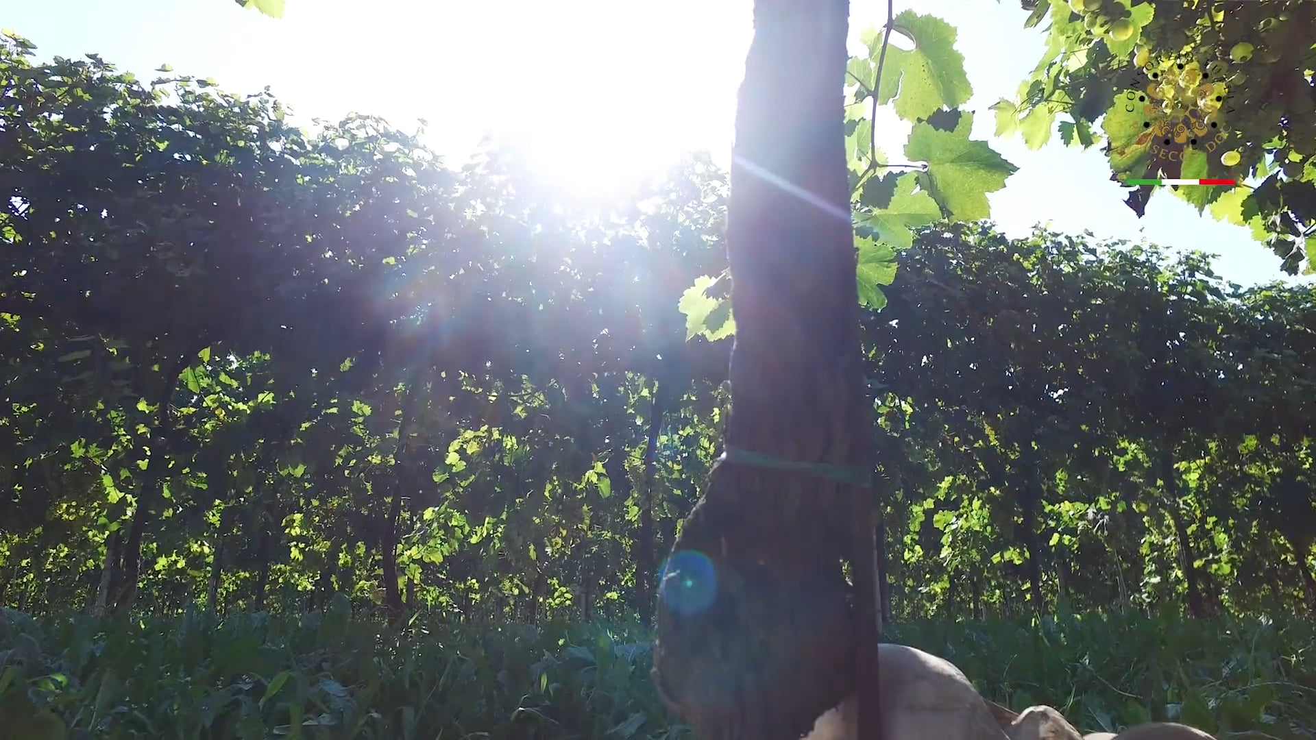 Le province del Prosecco